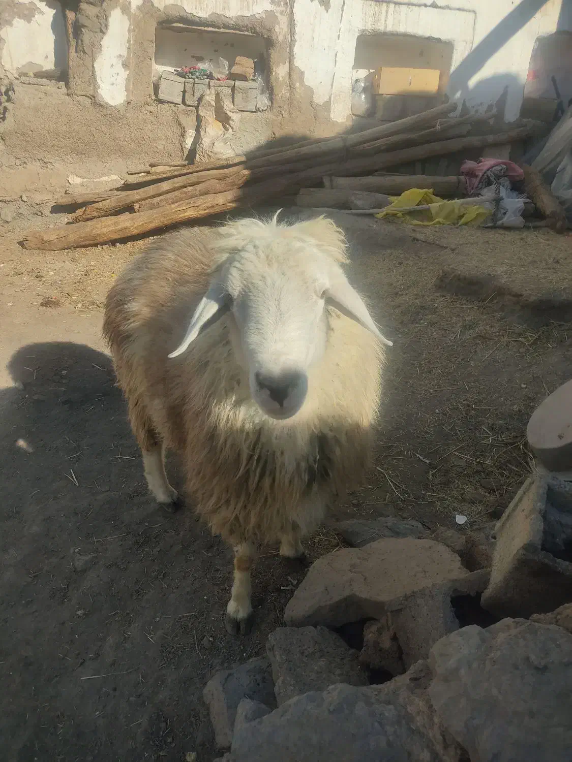 ارشق|حیوانات مزرعه|ارشق, |دیوار