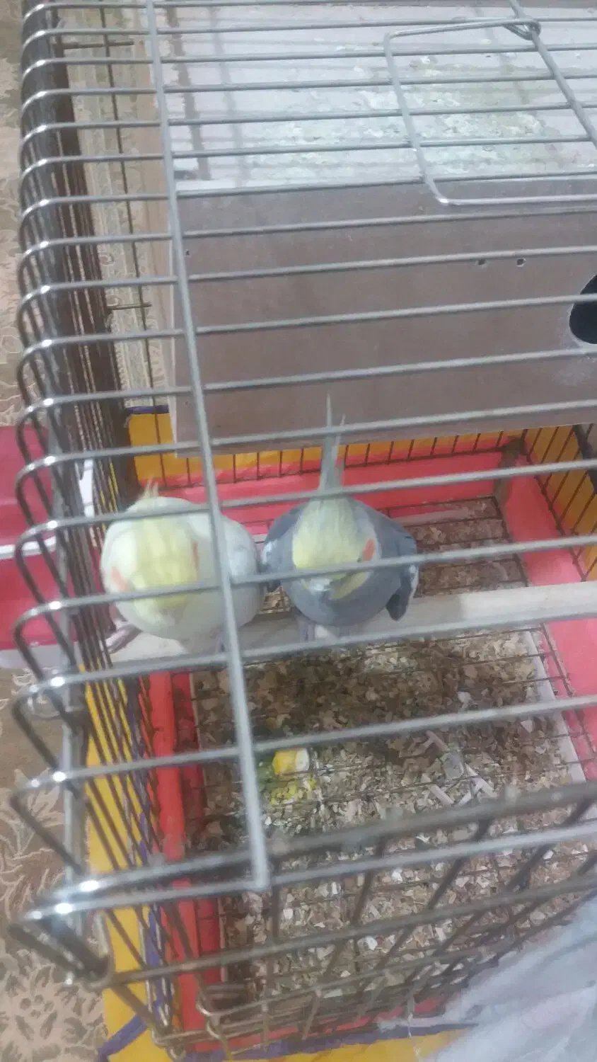 عروس هلندی|پرنده|ملایر, |دیوار