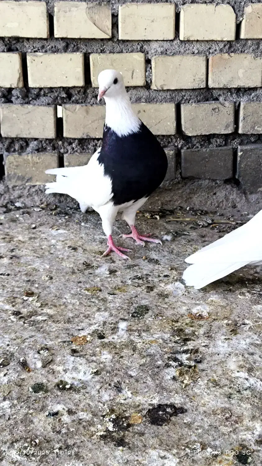 پرنده|پرنده|گتوند, |دیوار