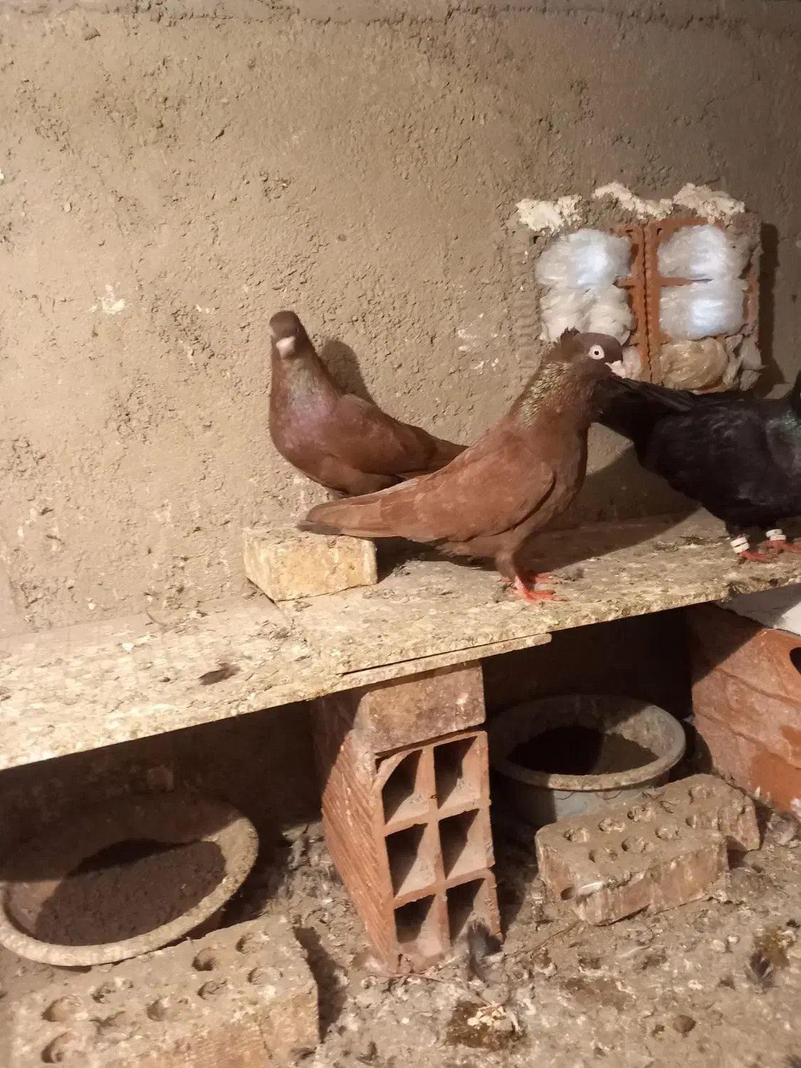 جفت سرخ سبز زاغ ابادانی|پرنده|رامیان, |دیوار