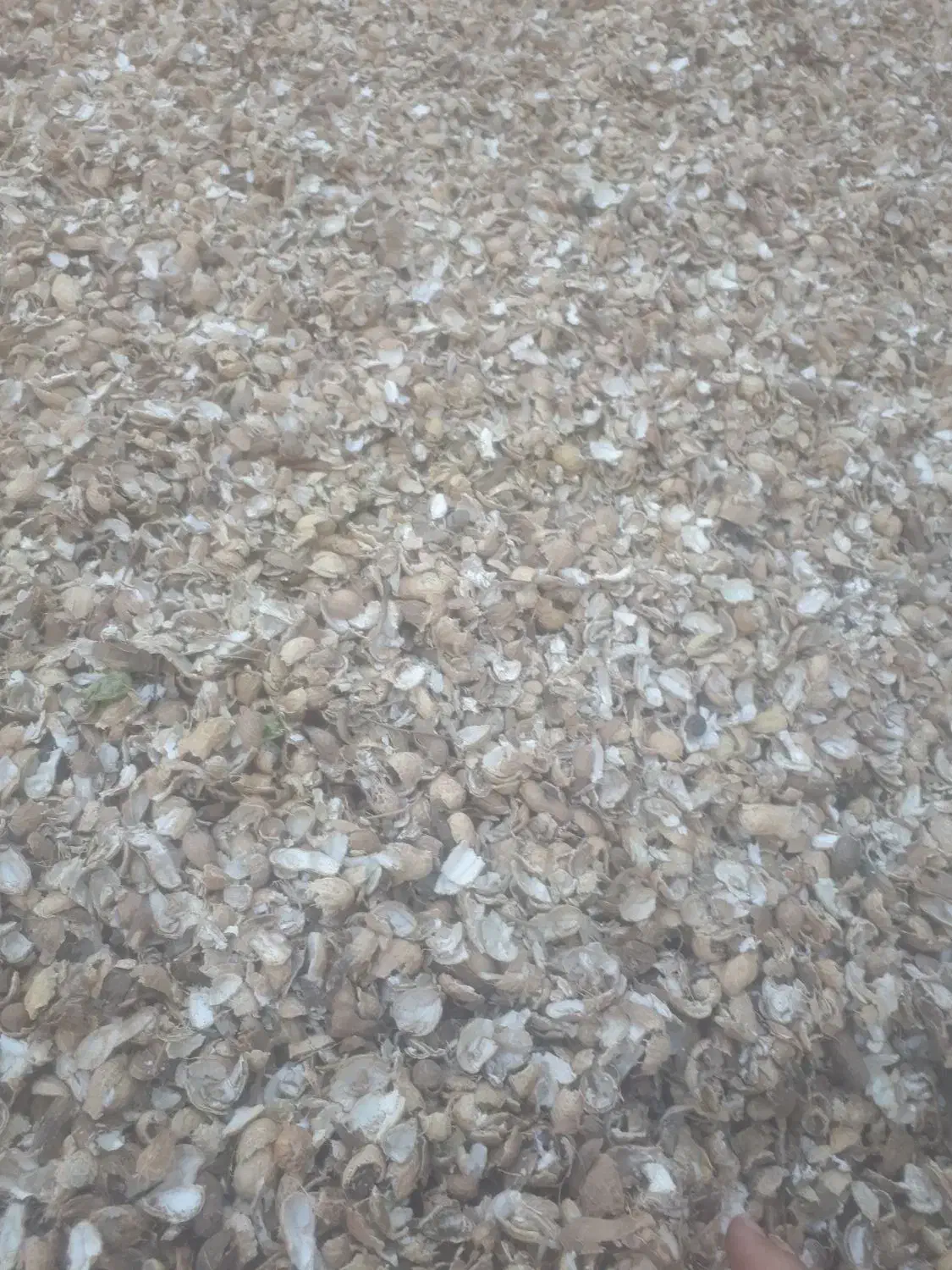 پوست بادام زمینی برای کمپوست و کاغذسازی|خدمات باغبانی و درختکاری|پارسآباد, |دیوار