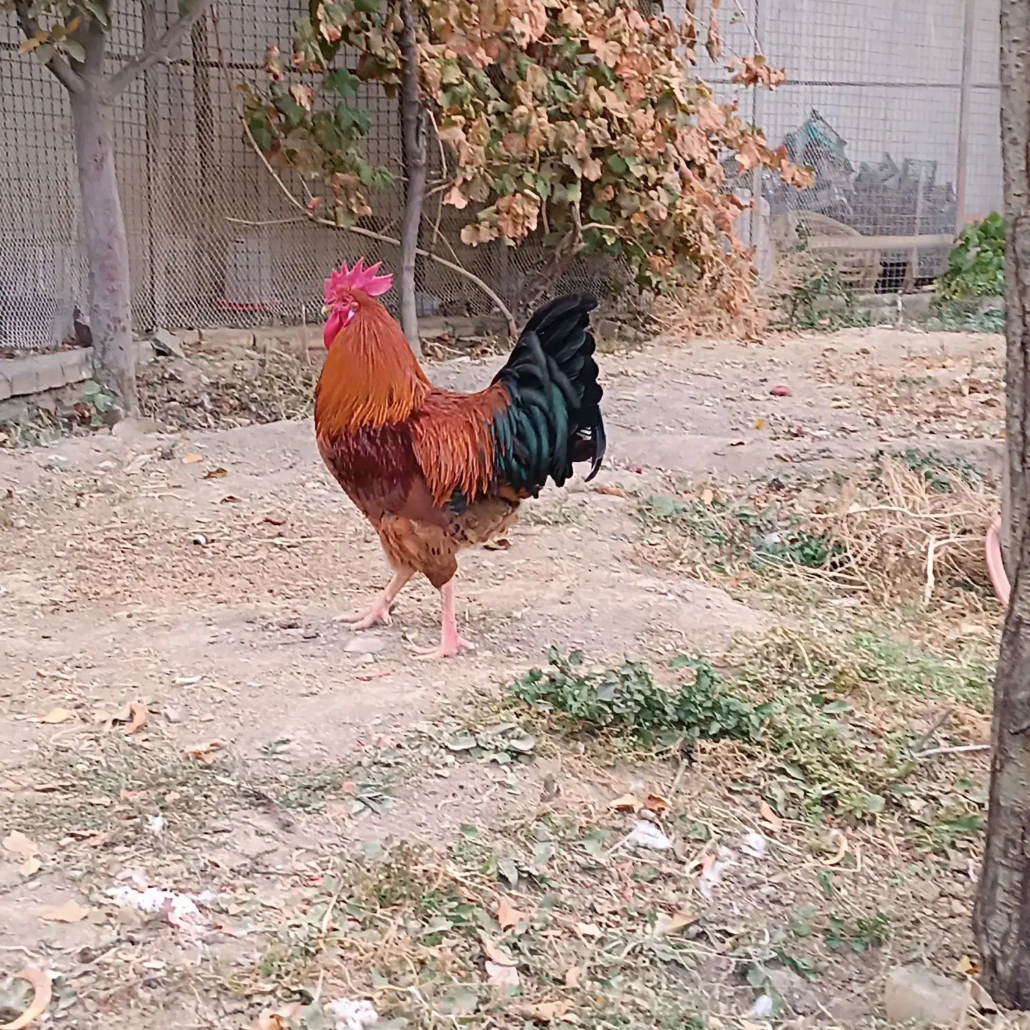 خروس قرمز جوان|حیوانات مزرعه|مشهد, امیریه|دیوار