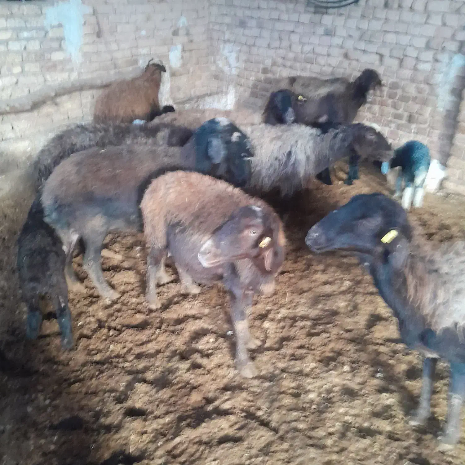 میش بره|حیوانات مزرعه|قزوین, |دیوار