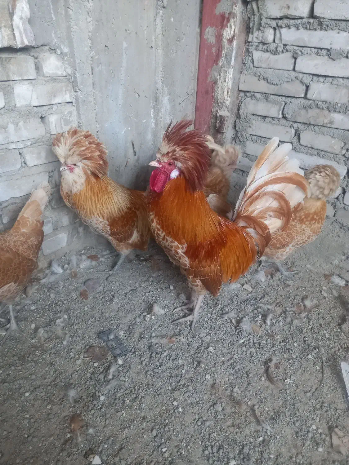 مرغ زینتی|حیوانات مزرعه|خسروشاه, |دیوار