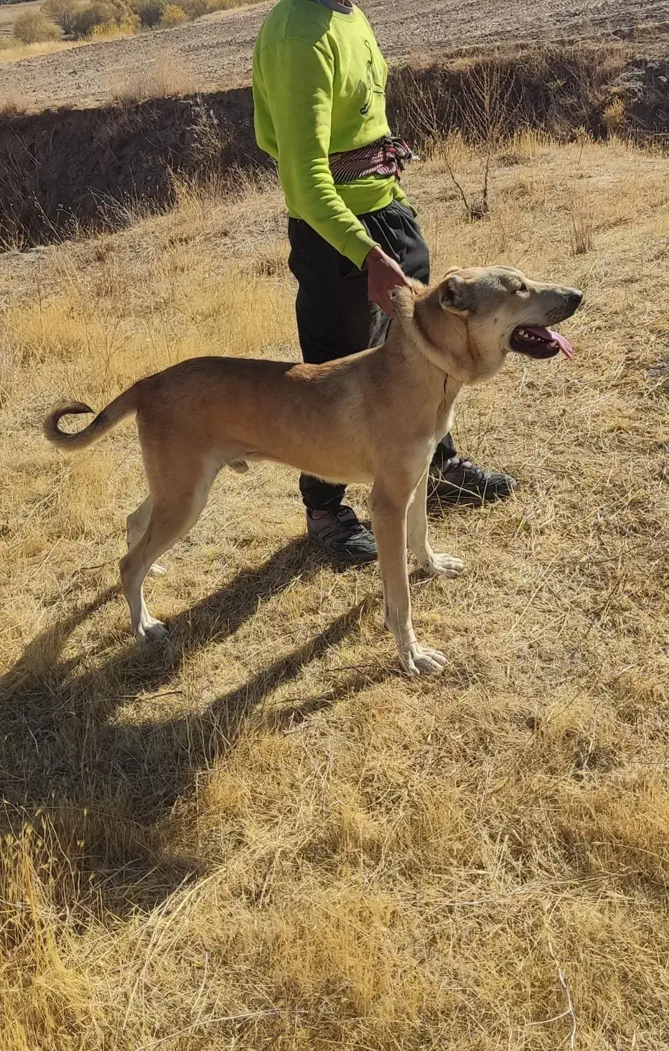 توله سرابی|سگ|بستان آباد, |دیوار