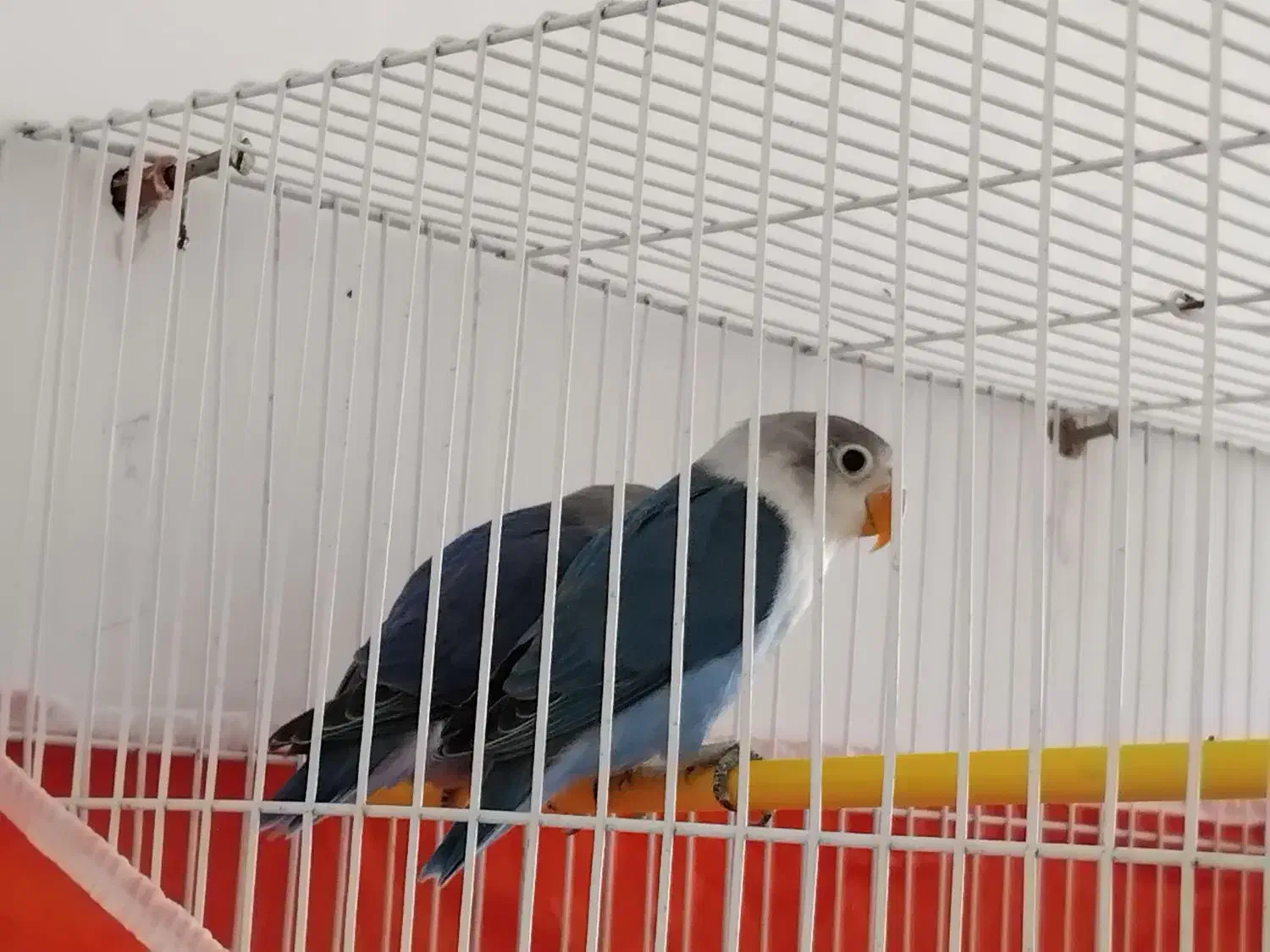 یک جفت کوتوله آبی کاربنی|پرنده|فردوس (خراسان), |دیوار