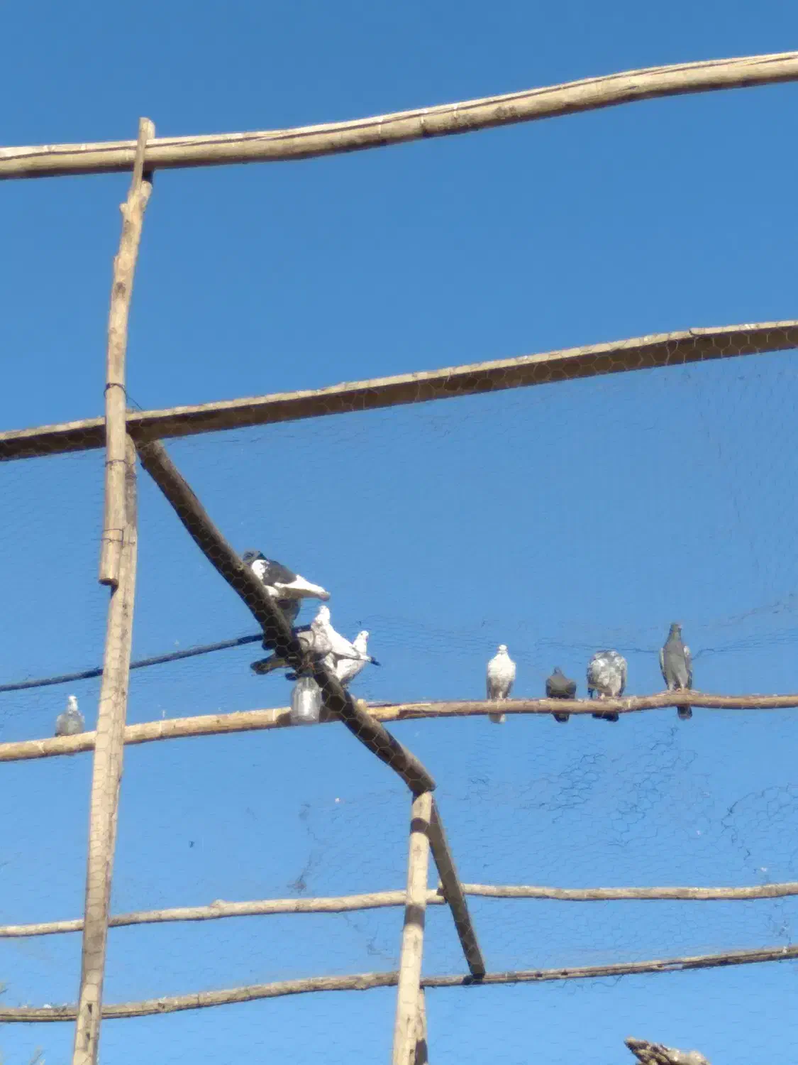 ۱۲تا کبوتر پرشی خوب|پرنده|معصومیه, |دیوار