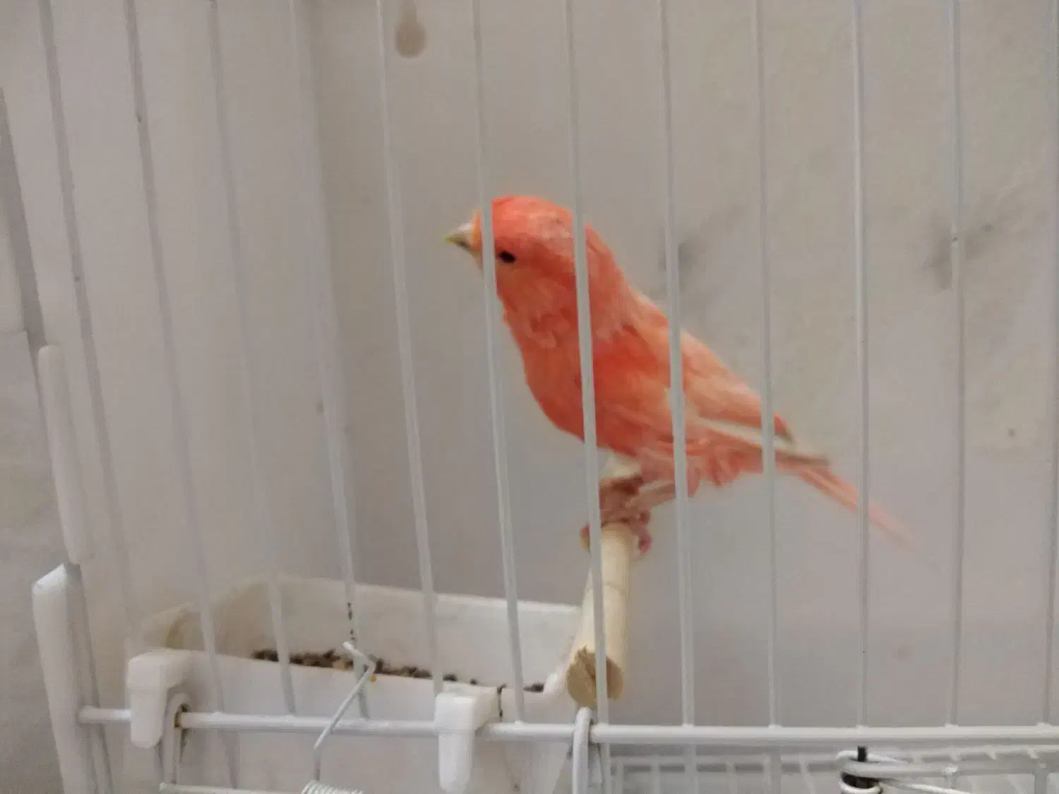 قناری  رنگی 2025|پرنده|تهران, چوب تراش|دیوار