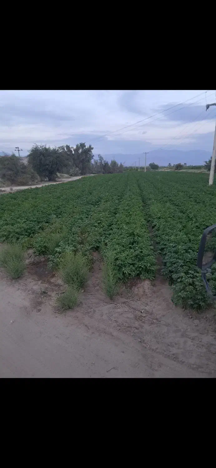 زمین کشاورزی|اجارهٔ دفتر صنعتی، کشاورزی، تجاری|عنبرآباد, |دیوار