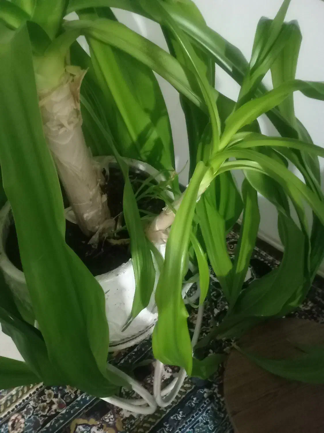 گل سوسن عنکبوتی شبیه گل ذرتی با چند تا پاجوش بزرگ|گل و گیاه طبیعی|صدرا-فارس, فاز ۱|دیوار