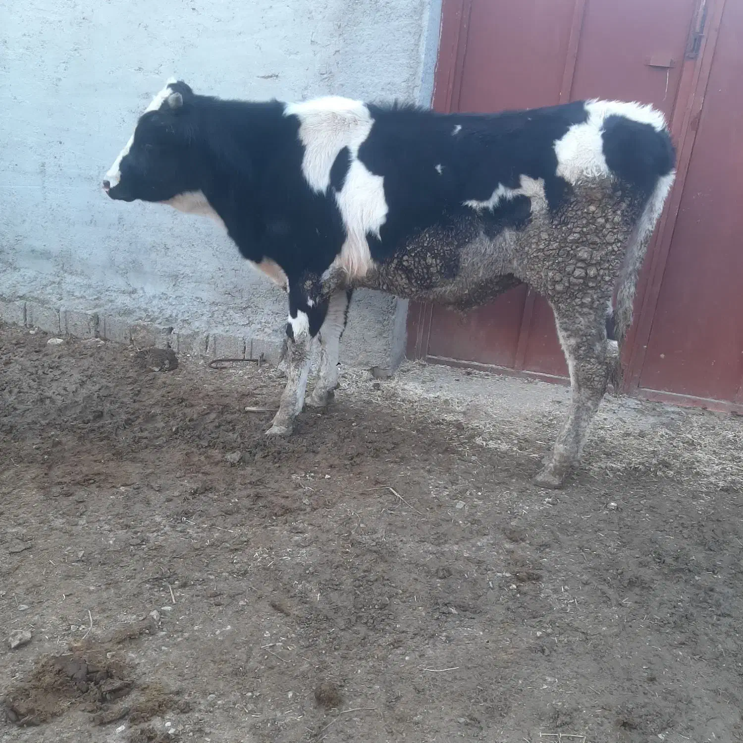 گاو گوساله نر|حیوانات مزرعه|مرودشت, رامجرد یک|دیوار