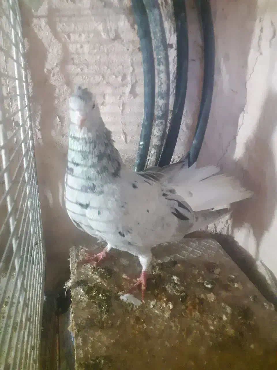 دم سفید|پرنده|سبزوار, اسلام آباد|دیوار