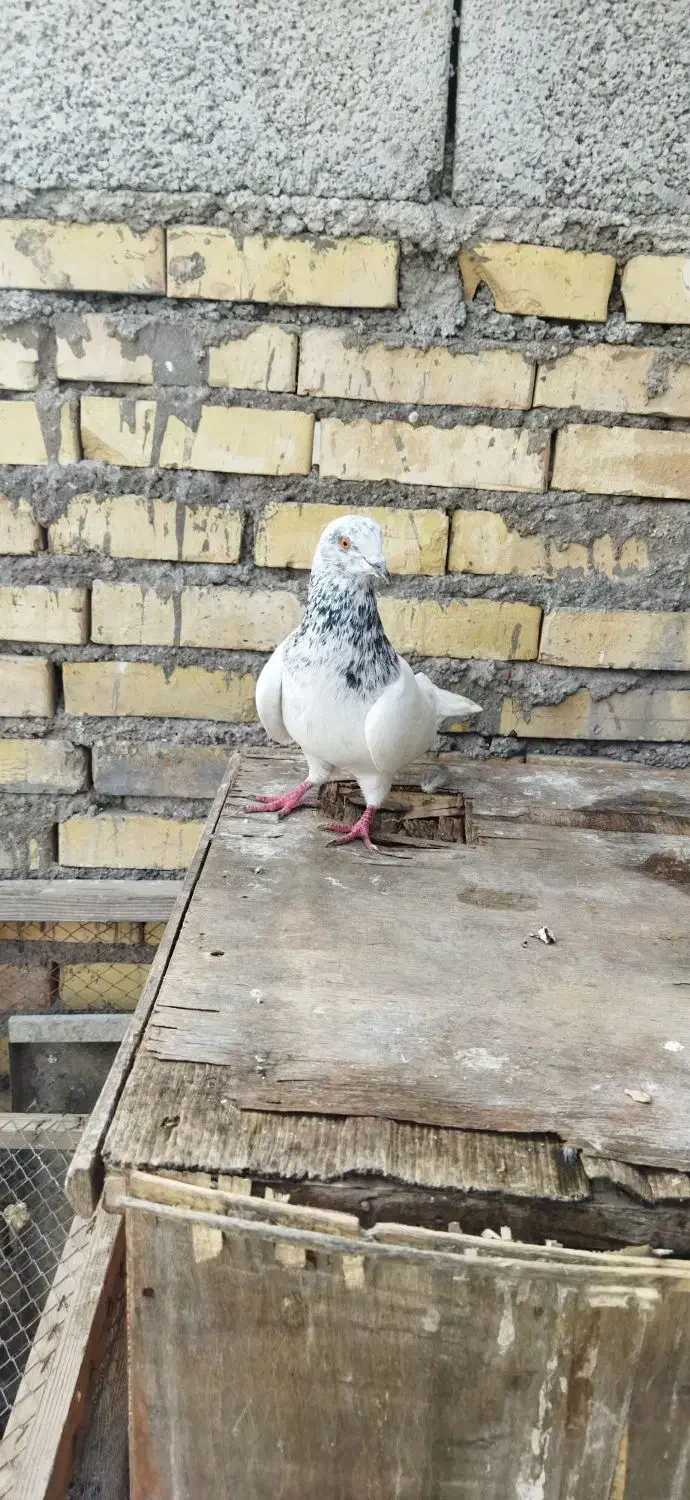 کفتر|حیوانات|خرمشهر, |دیوار