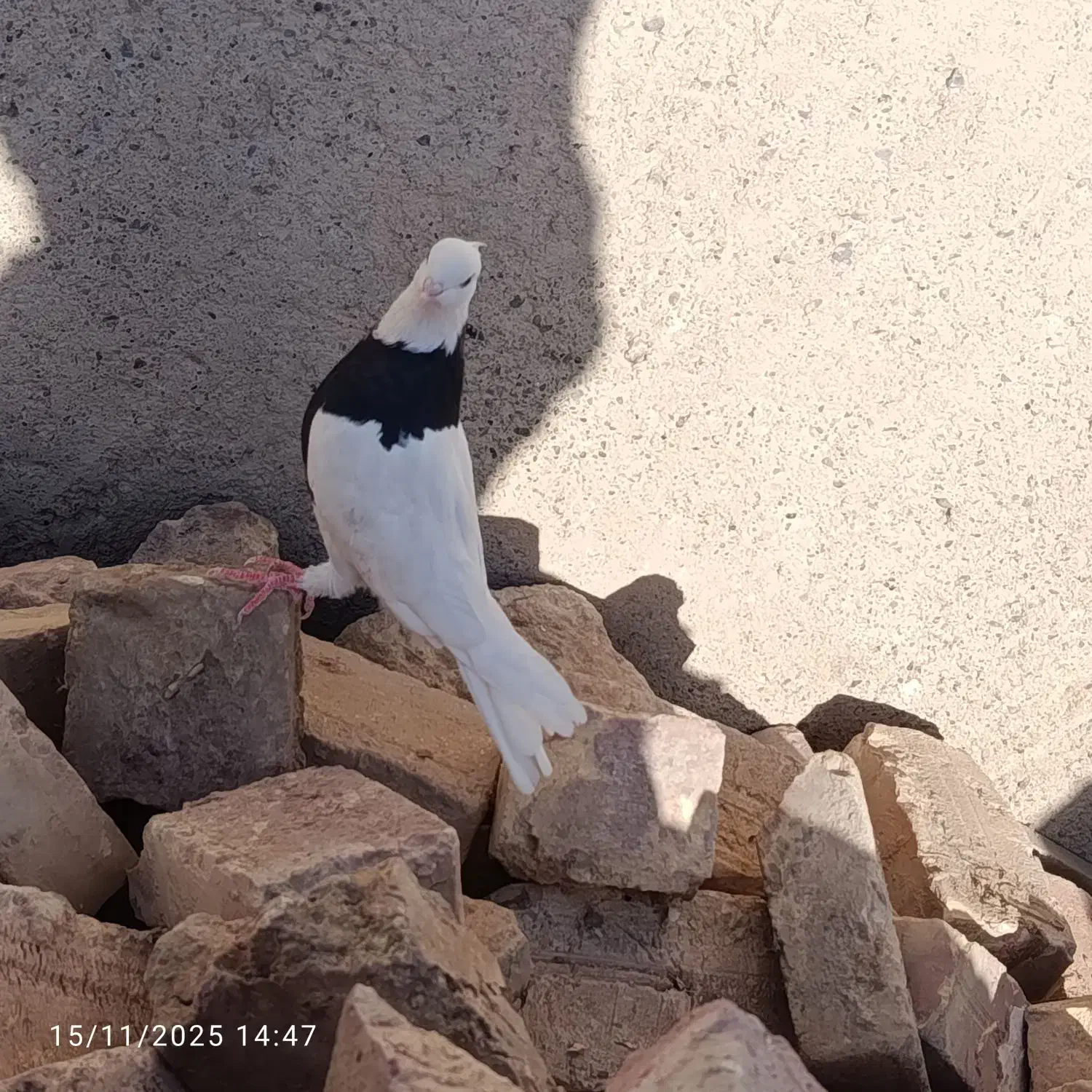 مجسمه طوقی|مجسمه، تندیس، ماکت|زابل, |دیوار