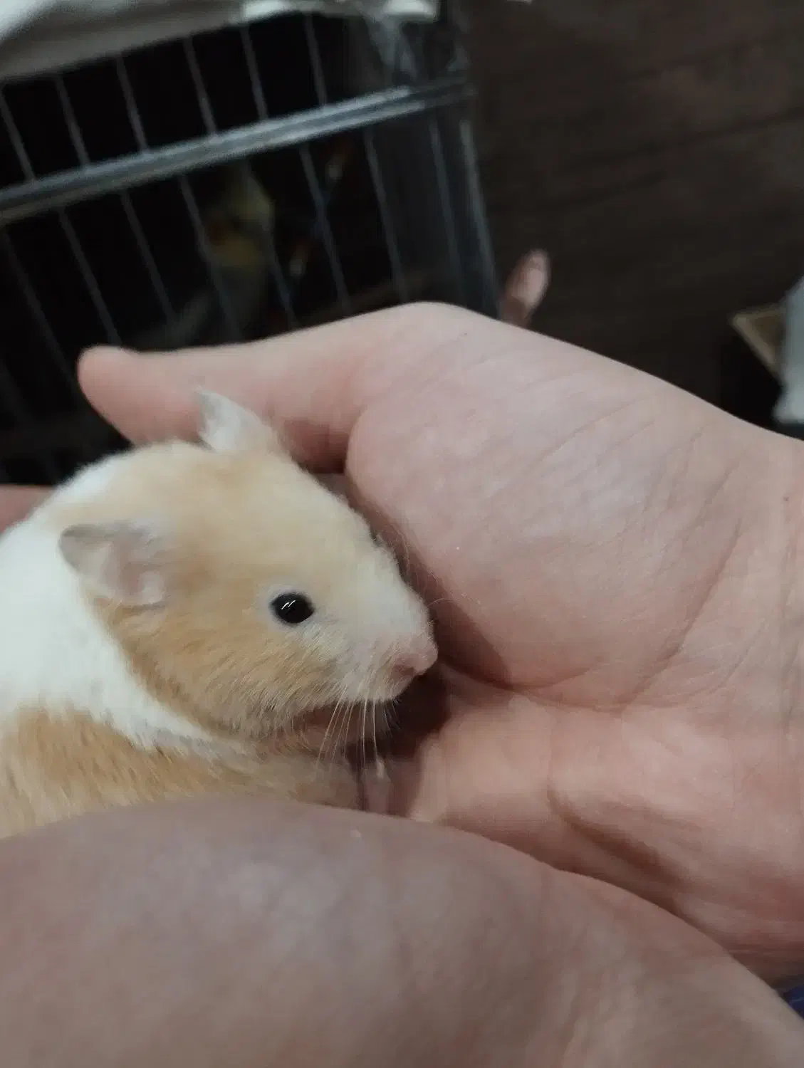 همستر|موش و خرگوش|محمدیه-قزوین, |دیوار