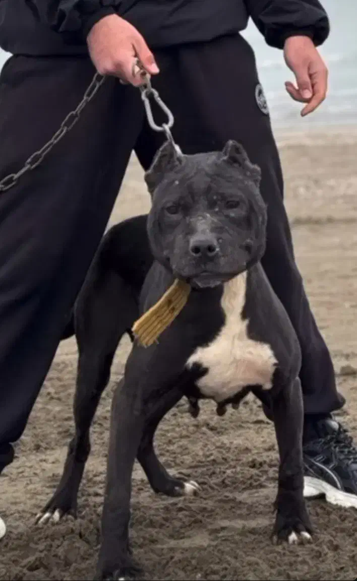 پیتبول واگذاری بزورگ و کو چ یک|سگ|مشهد, همت آباد|دیوار