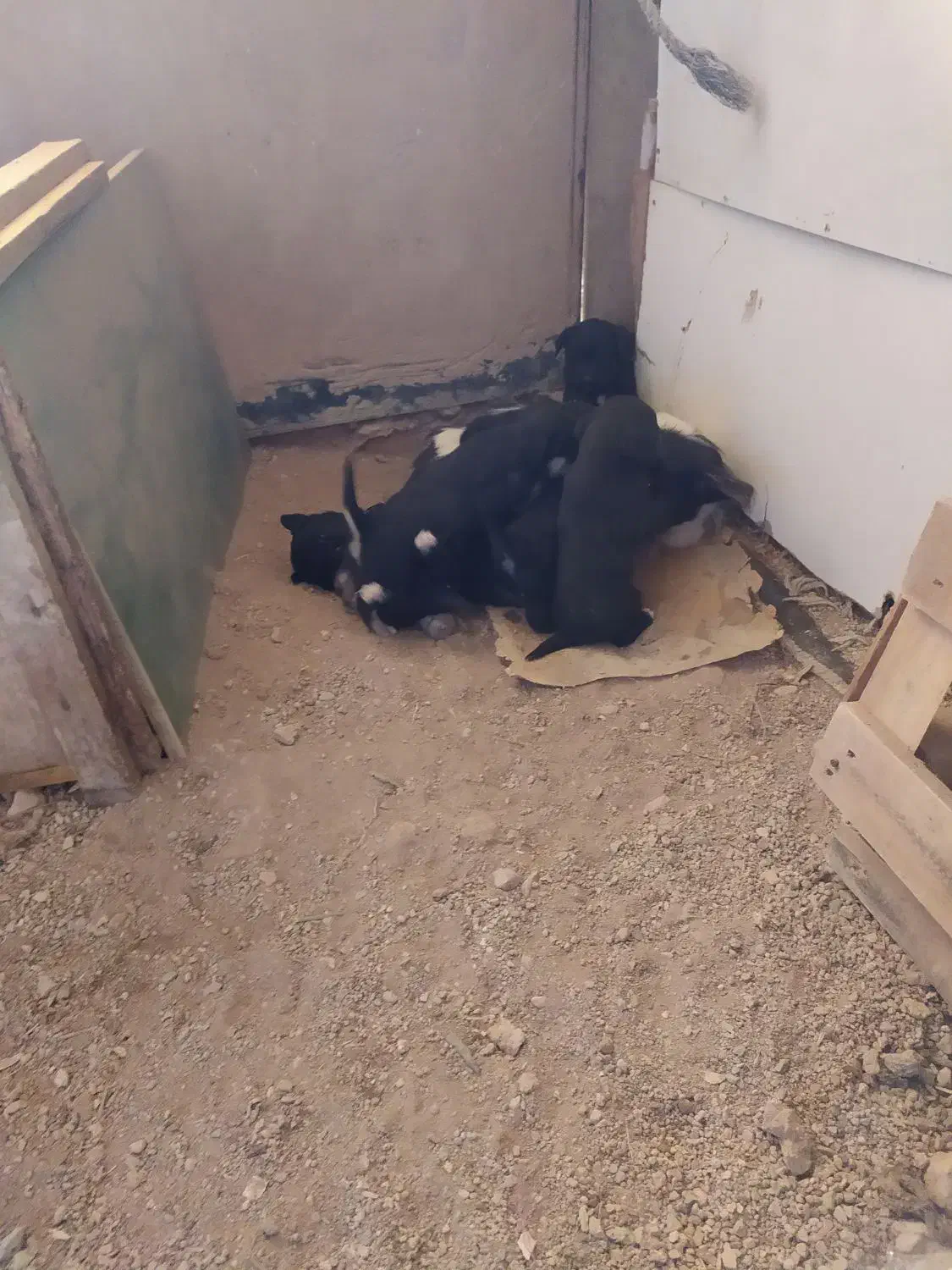 سگ پا کوتاه|سگ|کنگاور, |دیوار