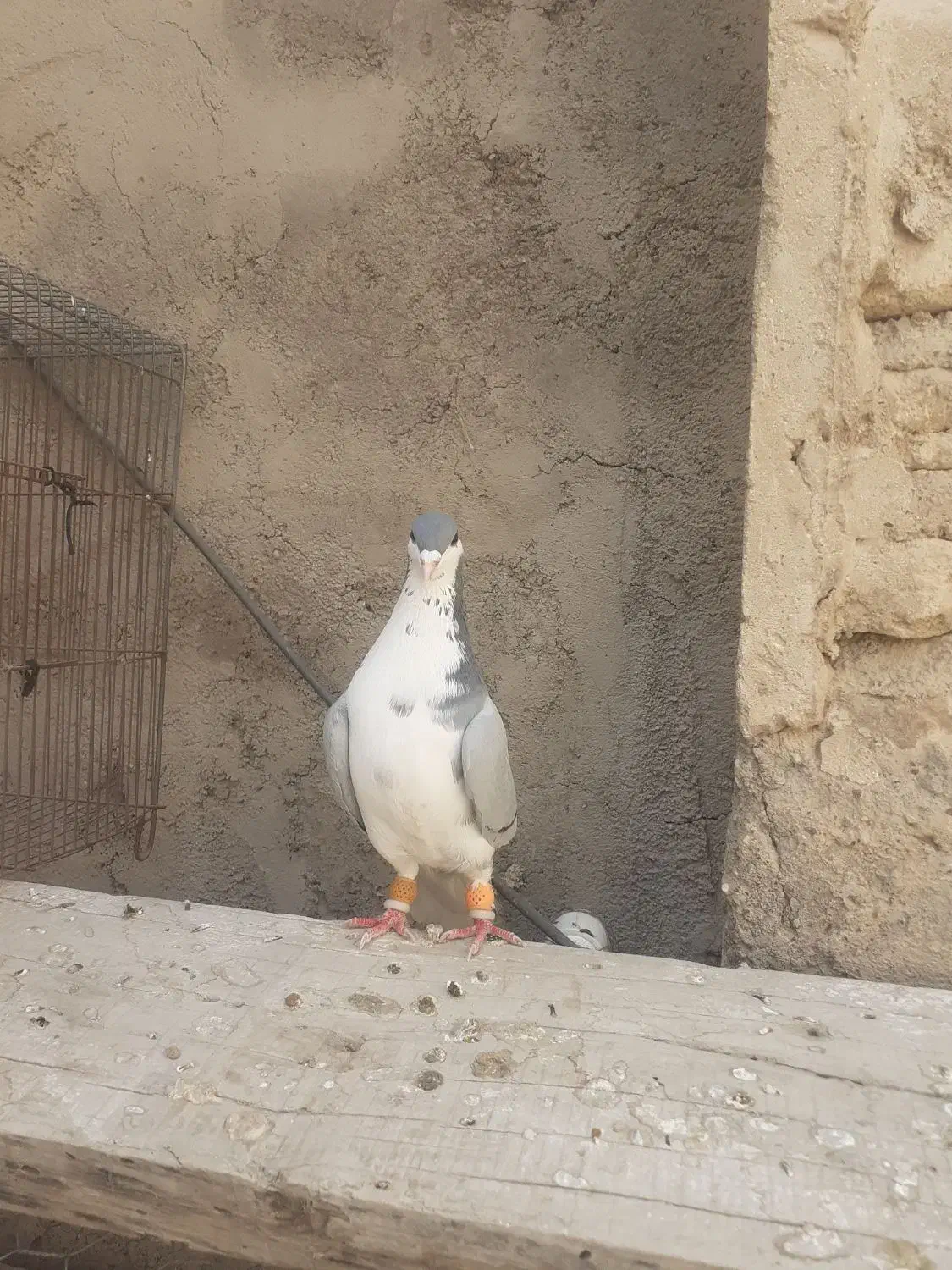 کبوتر|پرنده|فسا, |دیوار