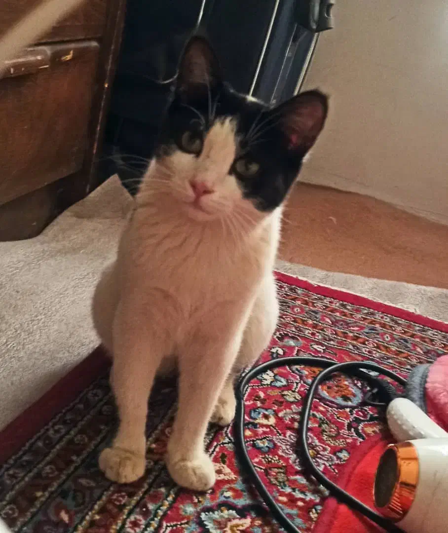 بچه گربه ی سالم|گربه|سنندج, |دیوار