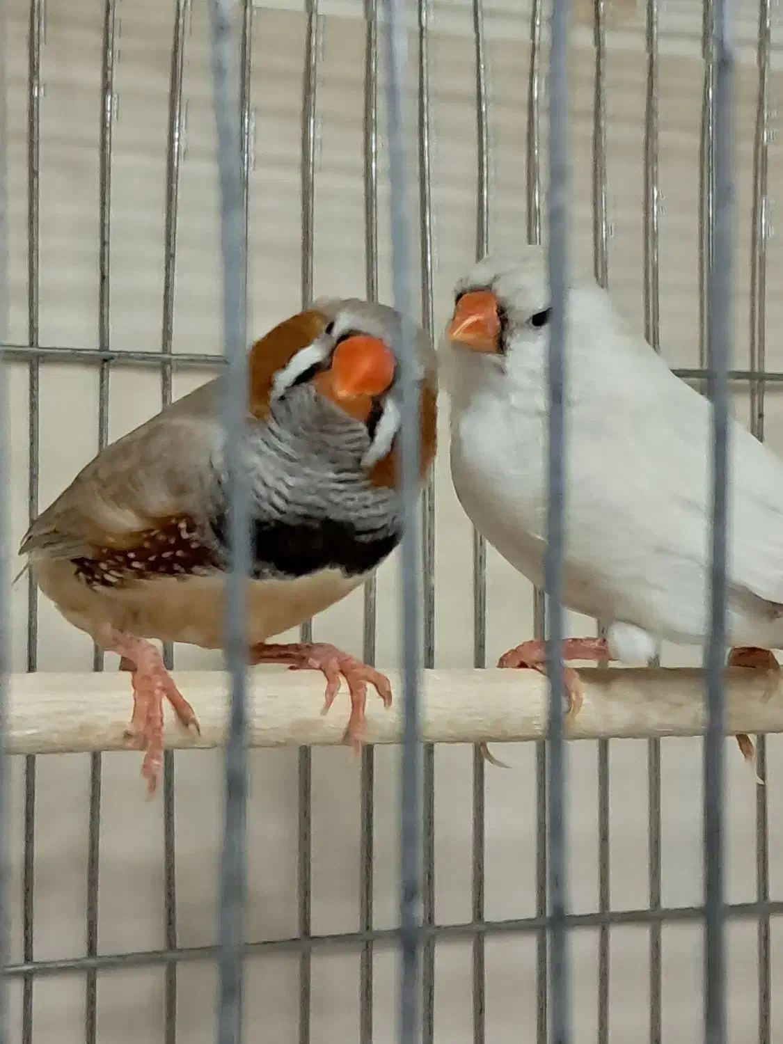 فنچ کینگ مولد در همه ی نژادها|پرنده|تهران, چهارصد دستگاه|دیوار