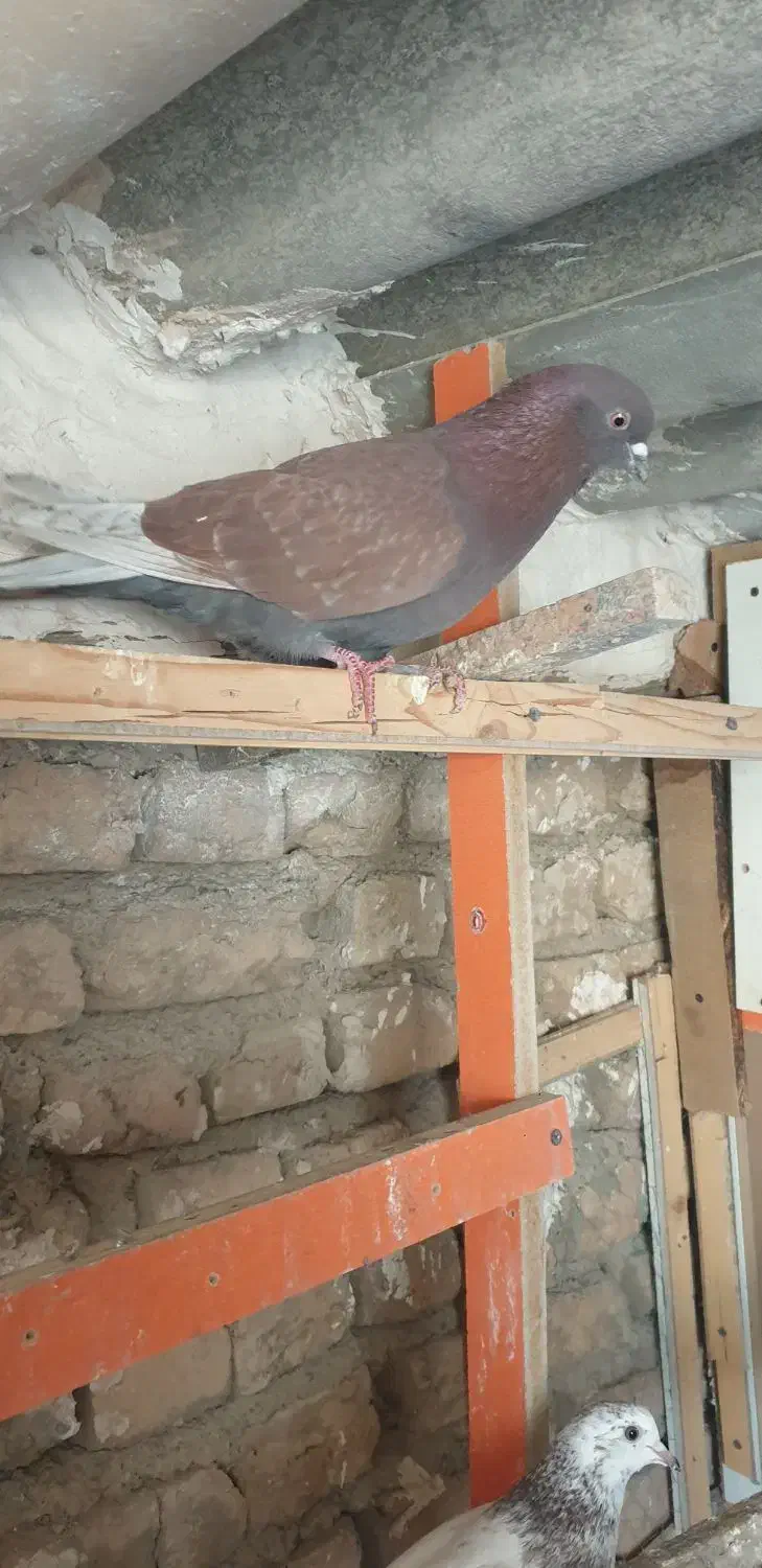 جوجه گمشده|حیوانات|قرچک, باقرآباد|دیوار