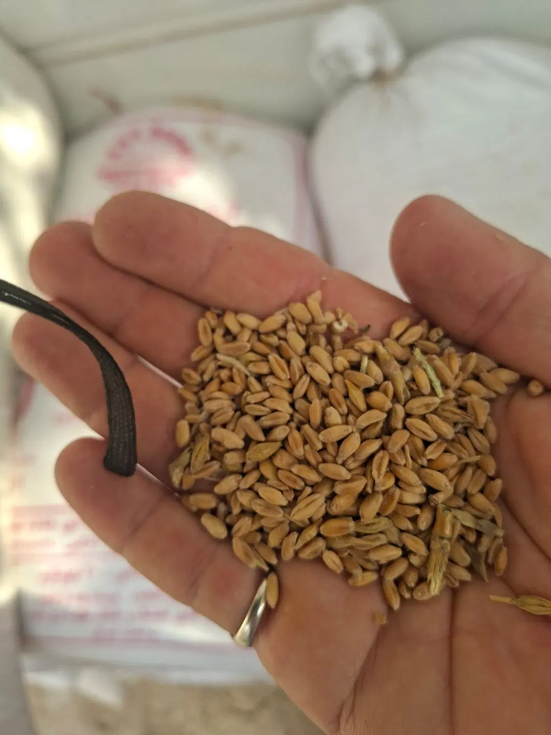 گندم|خدمات باغبانی و درختکاری|کارون, |دیوار