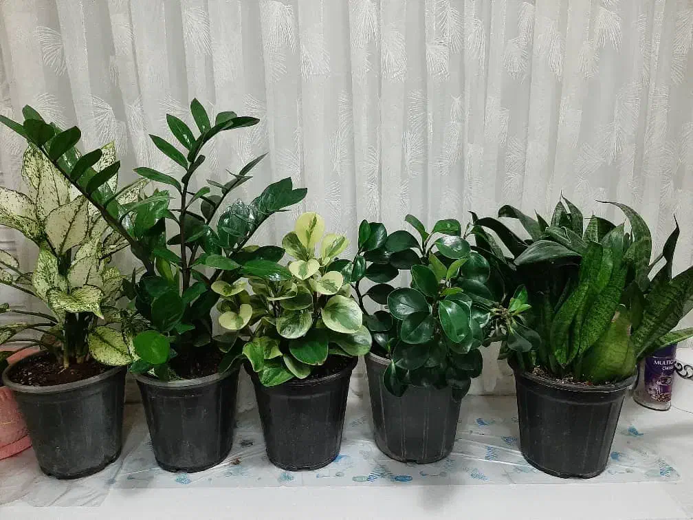 گلهای آپارتمانی زیبا ۳۵۰|گل و گیاه طبیعی|تهران, استقلال|دیوار