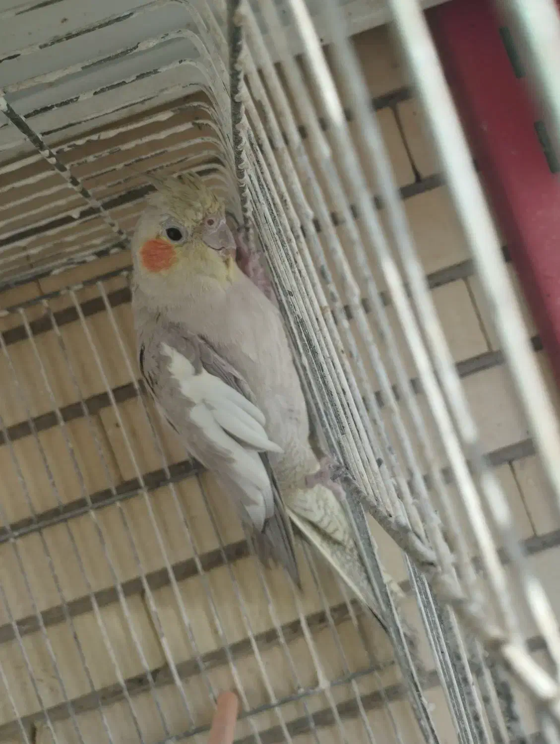 عروس هلندی|پرنده|مشهد, صداقیه|دیوار