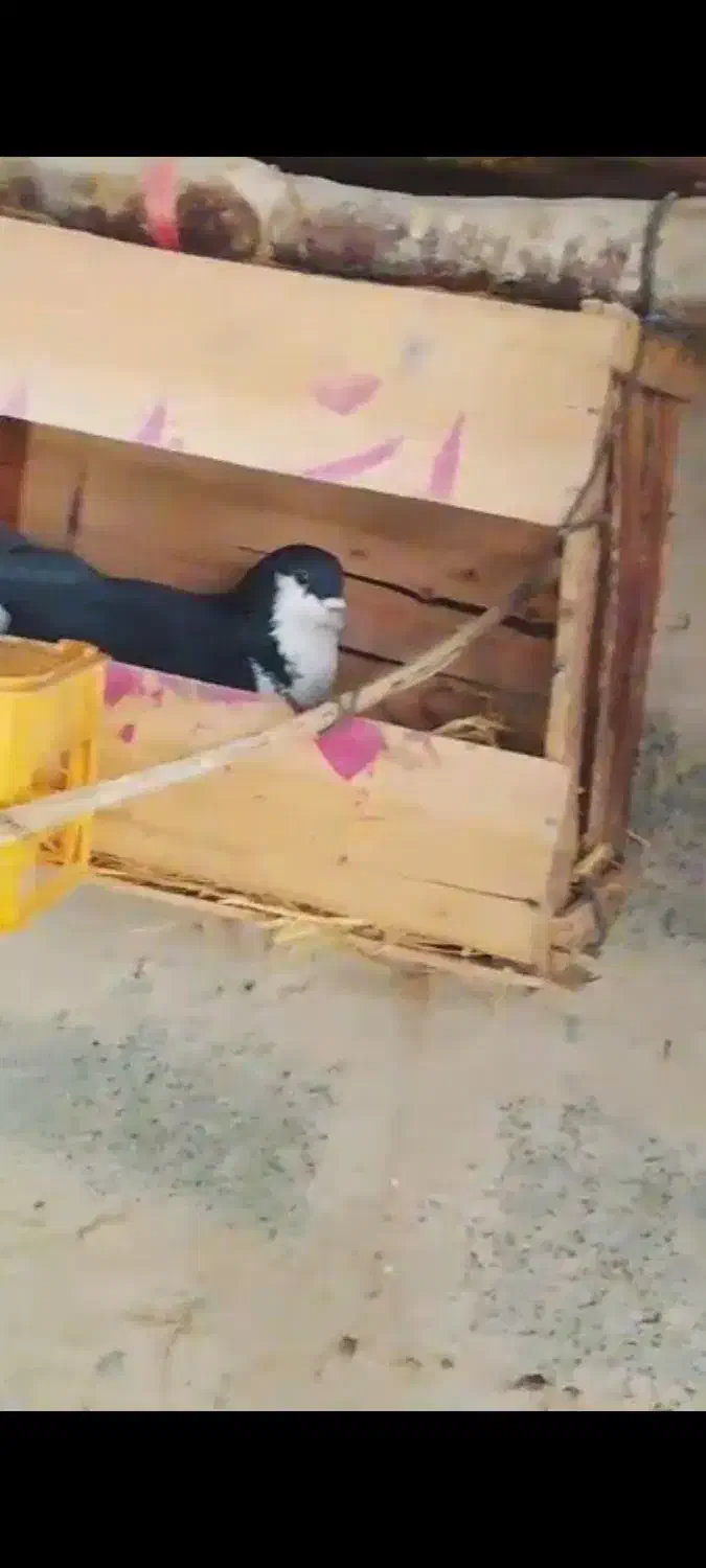 کفتر|پرنده|سراوان, |دیوار