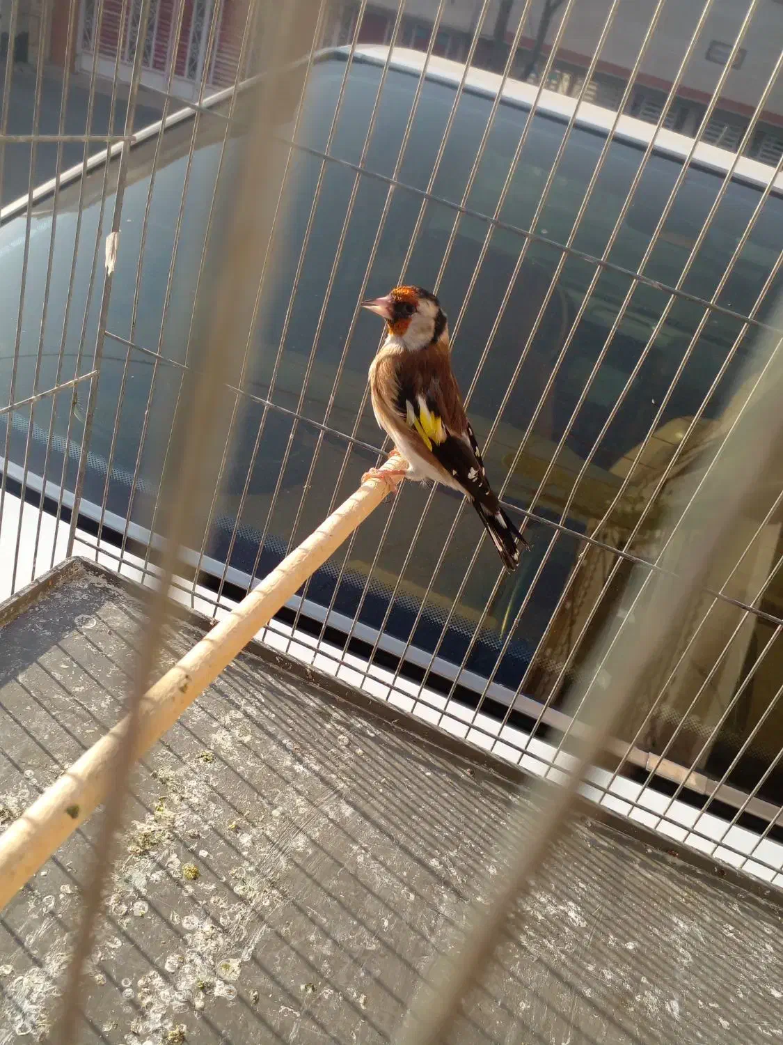 سره نر ماده|پرنده|قم, شاه ابراهیم|دیوار