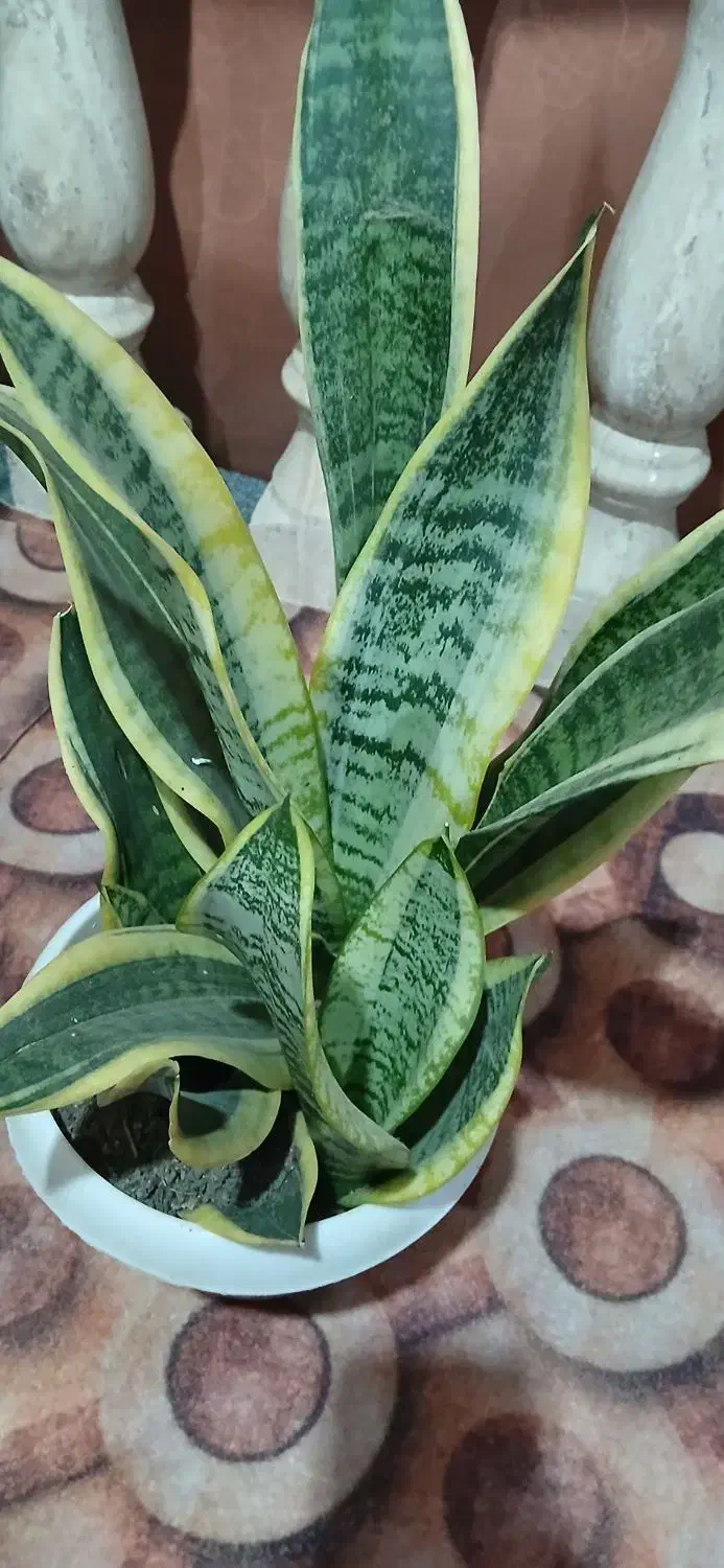 گل شمشیری|گل و گیاه طبیعی|تالش, هشتپر|دیوار