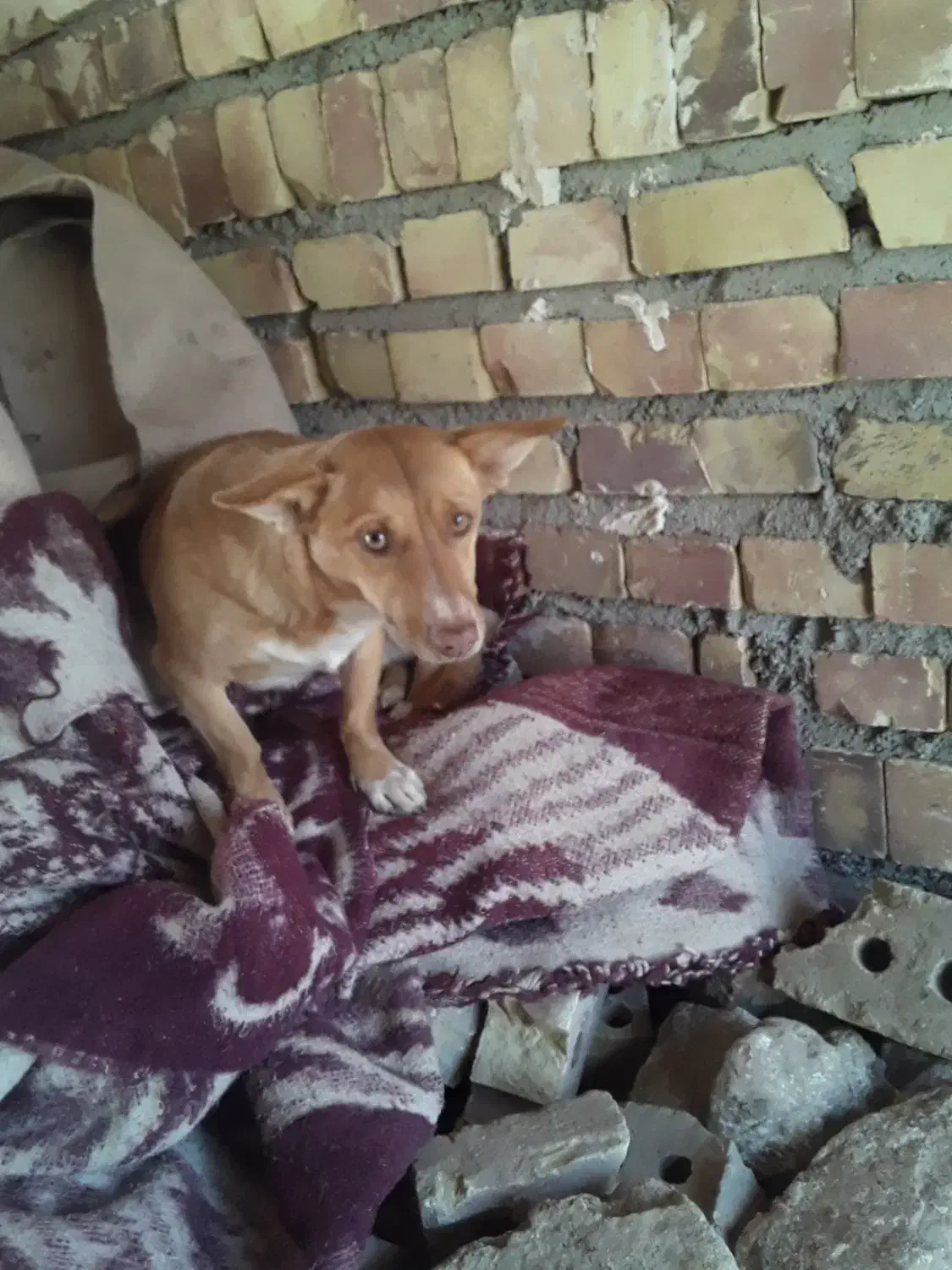 پاکوتاه|سگ|تایباد, |دیوار