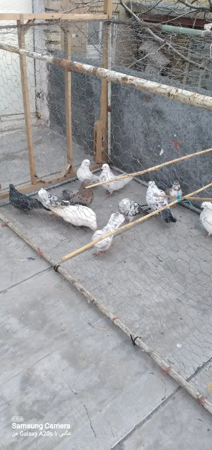 ۱۹۲۹۸۳۷۳|پرنده|ساروق, |دیوار