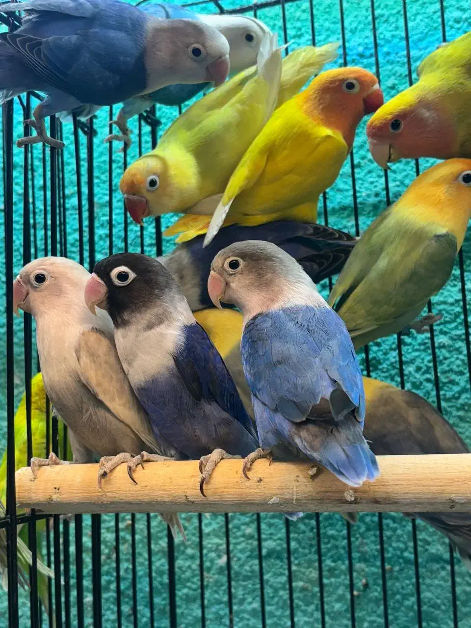 طوطی برزیلی مولد در رنگ های خاص|پرنده|قائمشهر, |دیوار