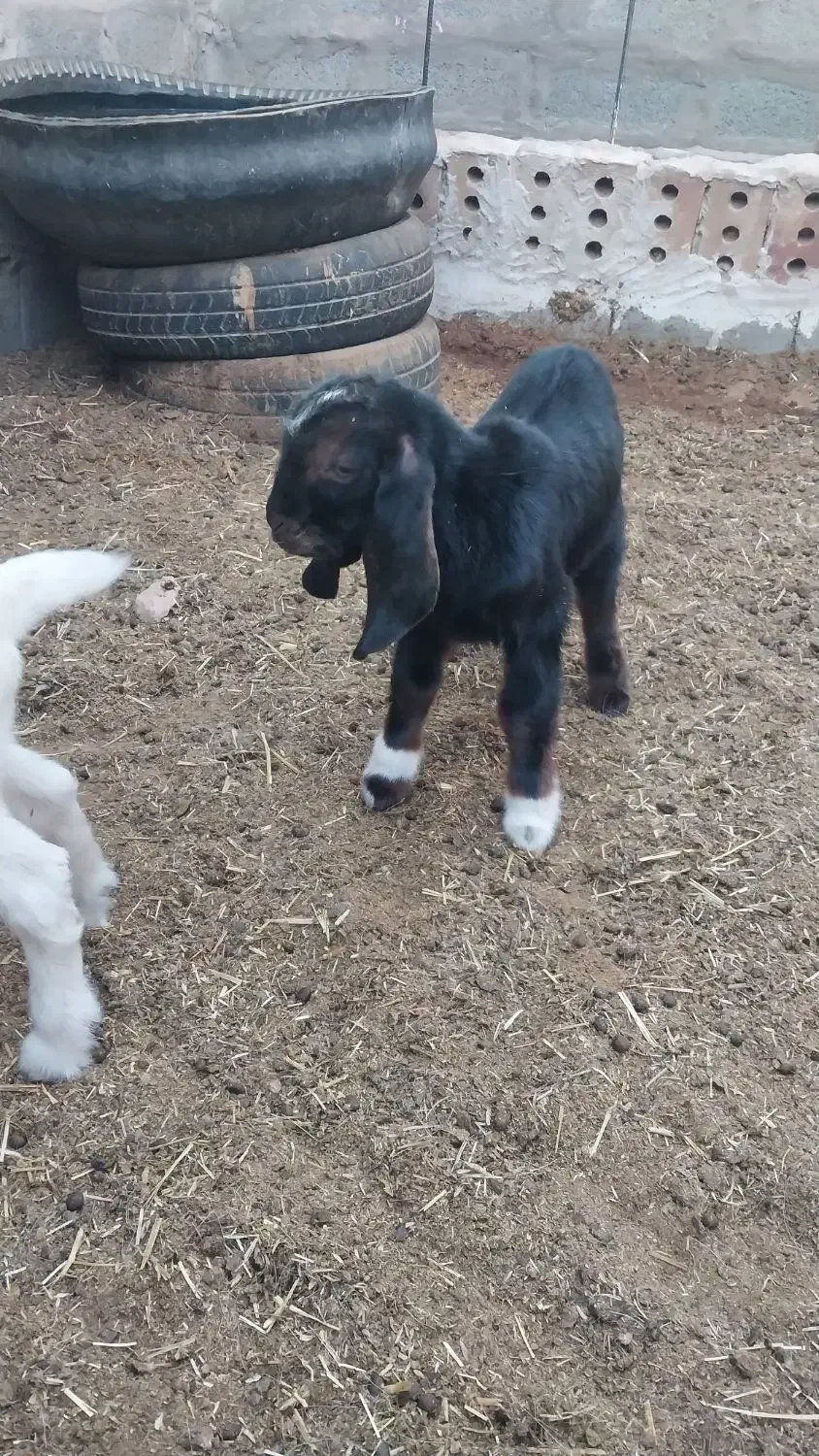 بزغاله|حیوانات مزرعه|آیسک, |دیوار