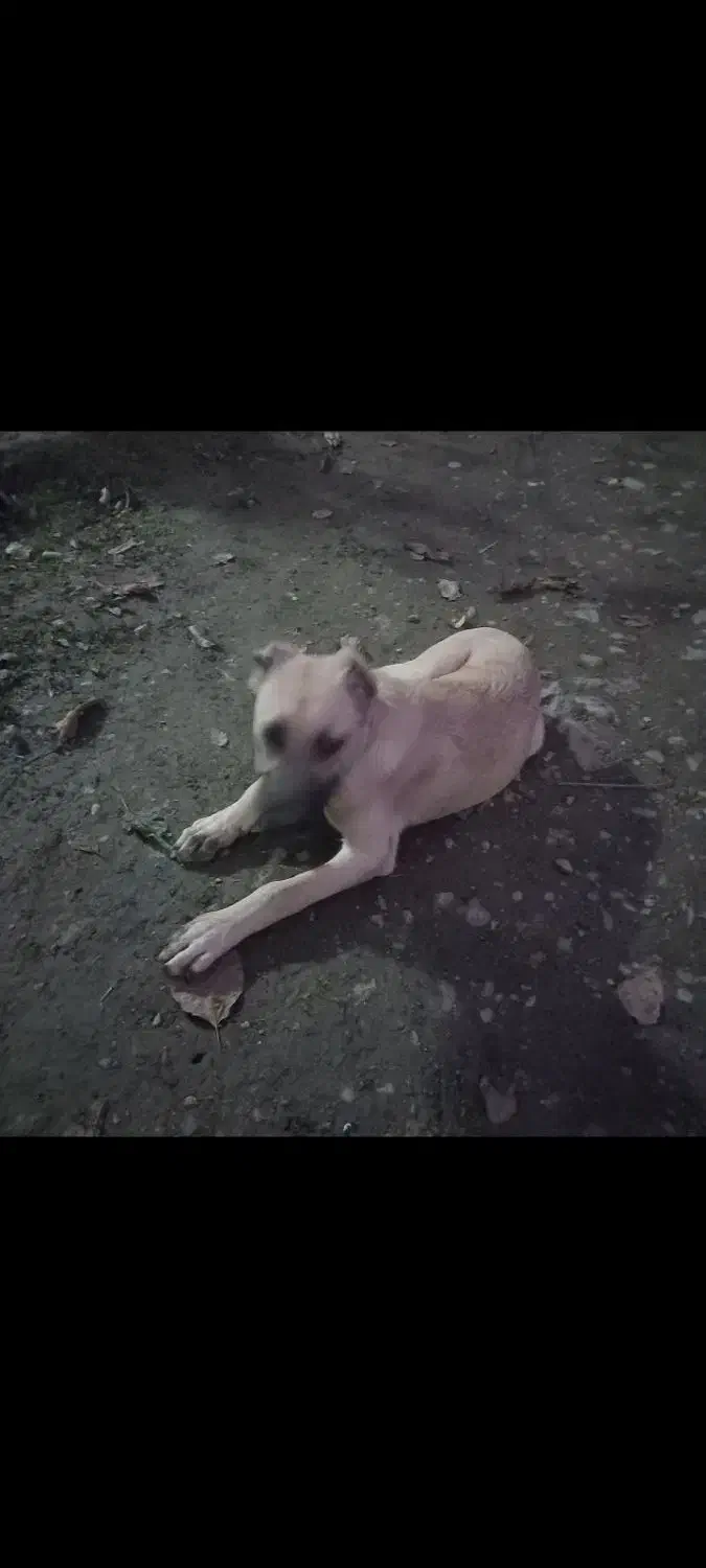 توله سگ ۳ماهه سراب معاوضه فقط باتوله ژرمن شپرد|سگ|ماسال, |دیوار