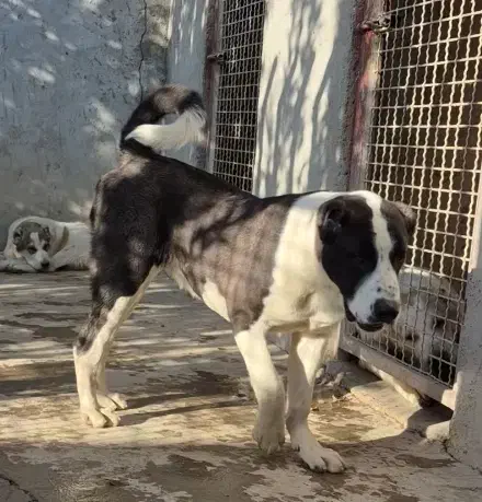 توله . بالغ . نگهبان . سگ آلابای|سگ|رباطکریم, رباطکریم|دیوار