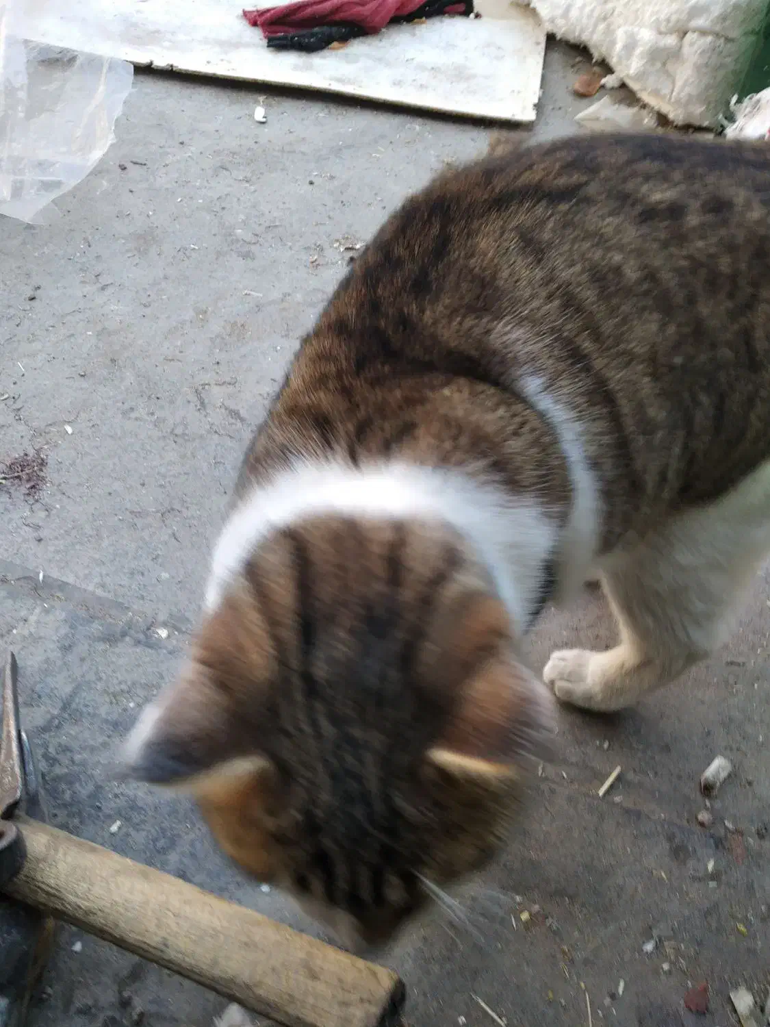 گربه ملوس|گربه|زنجان, |دیوار