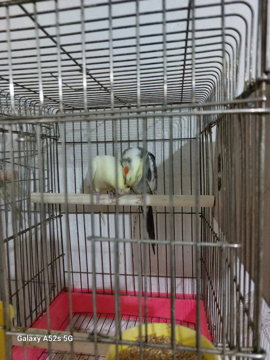 عروس هلندی جفتی همراه با قفس وجوجه|پرنده|الوند, |دیوار