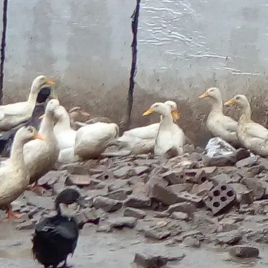 اردک ورامینی اصیل|حیوانات مزرعه|گالیکش, |دیوار