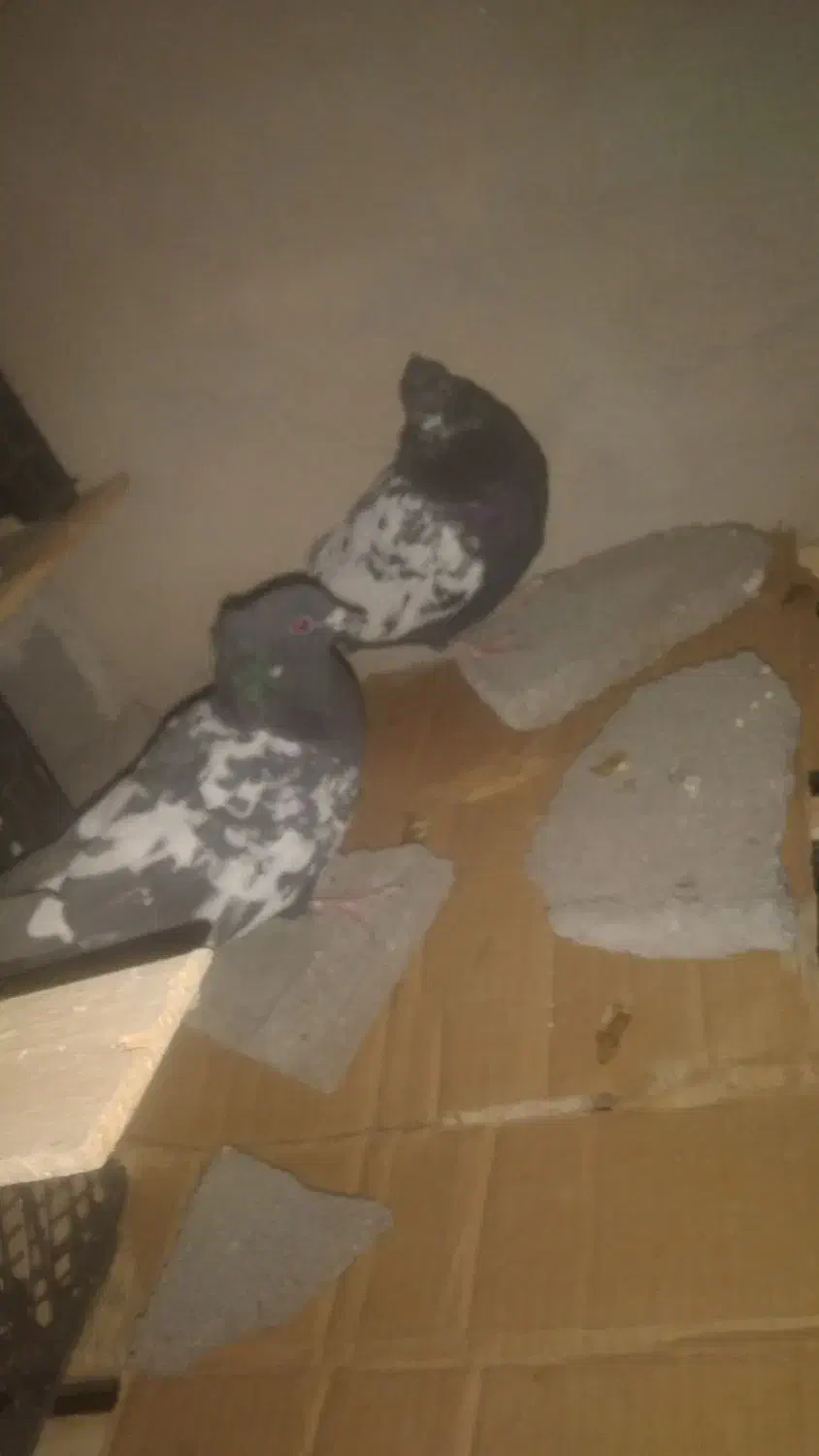 خریدوفروش انواع پرنده|پرنده|پاتاوه, |دیوار