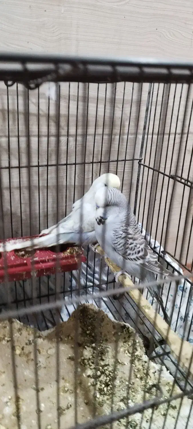 مرغ عشق انگلیسی|پرنده|کرج, حصارک پایین|دیوار