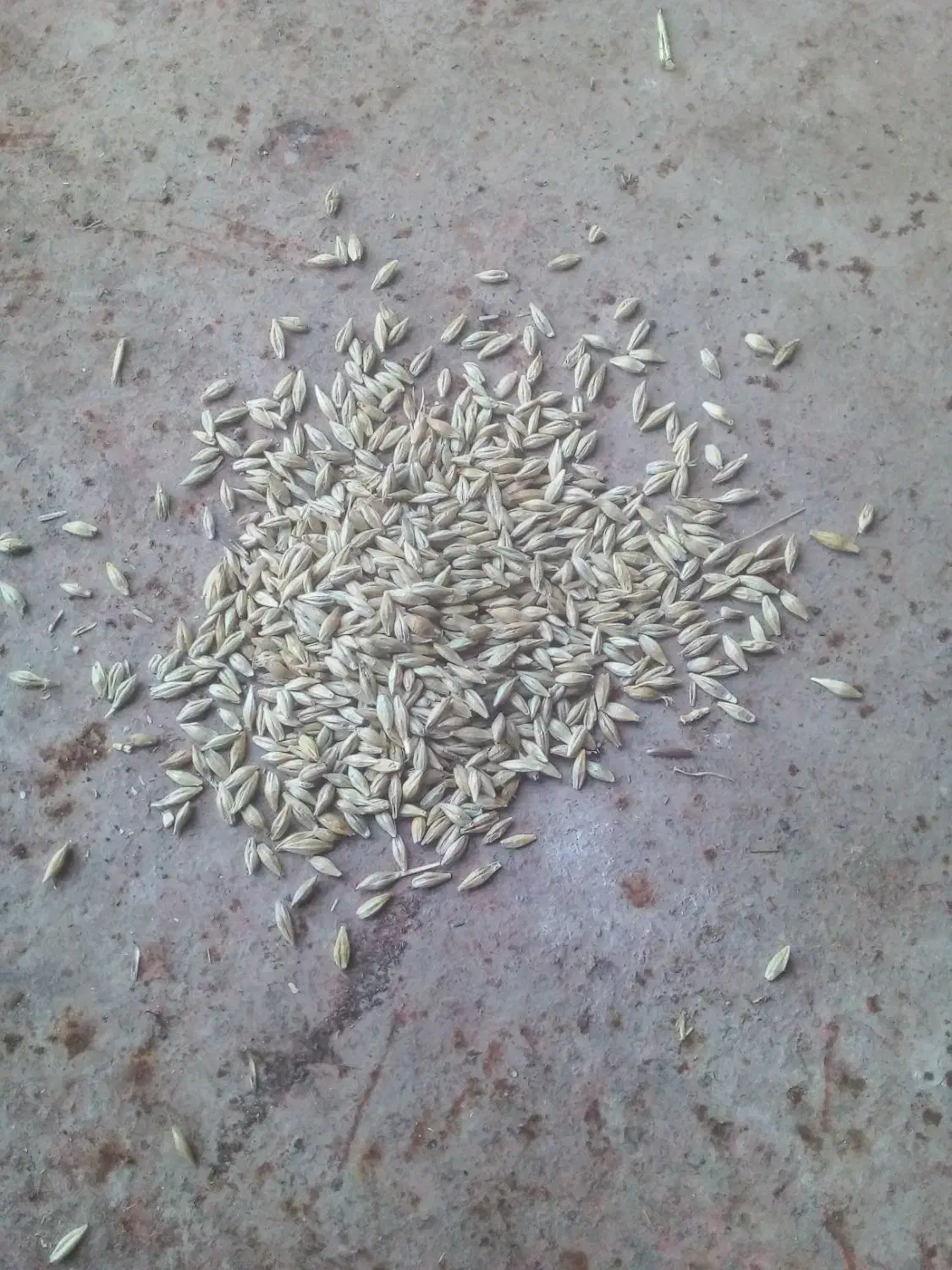 جو بذری وحیوانی|لوازم جانبی حیوانات|موران, |دیوار