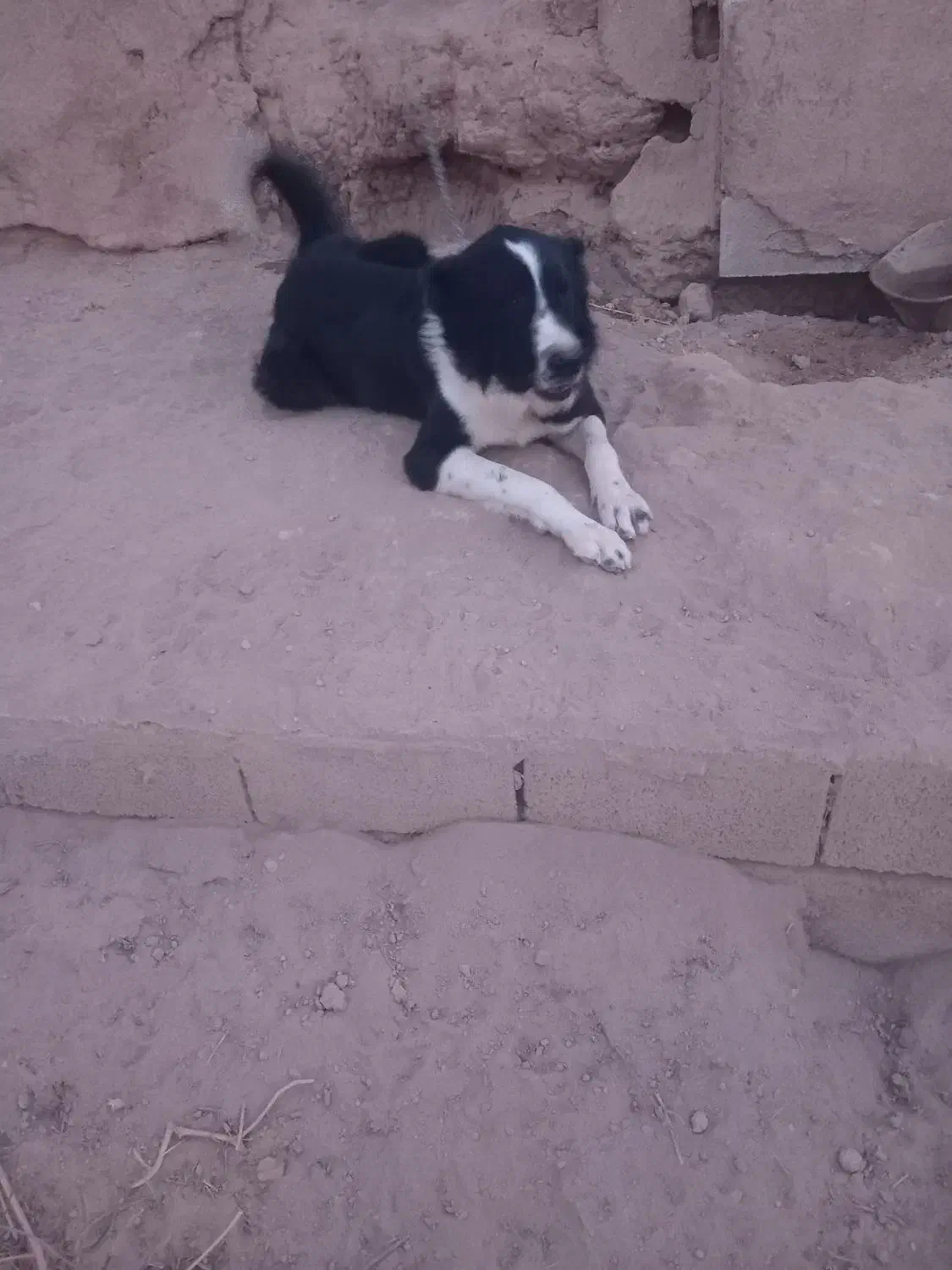 سگ چنبر یک ساله|حیوانات مزرعه|خمینی‌شهر, |دیوار