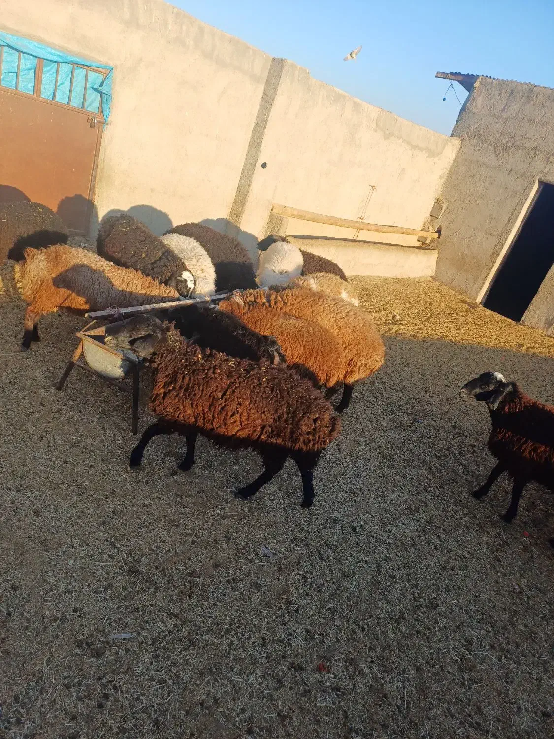 فروش بره چاق|حیوانات مزرعه|زاویه, |دیوار