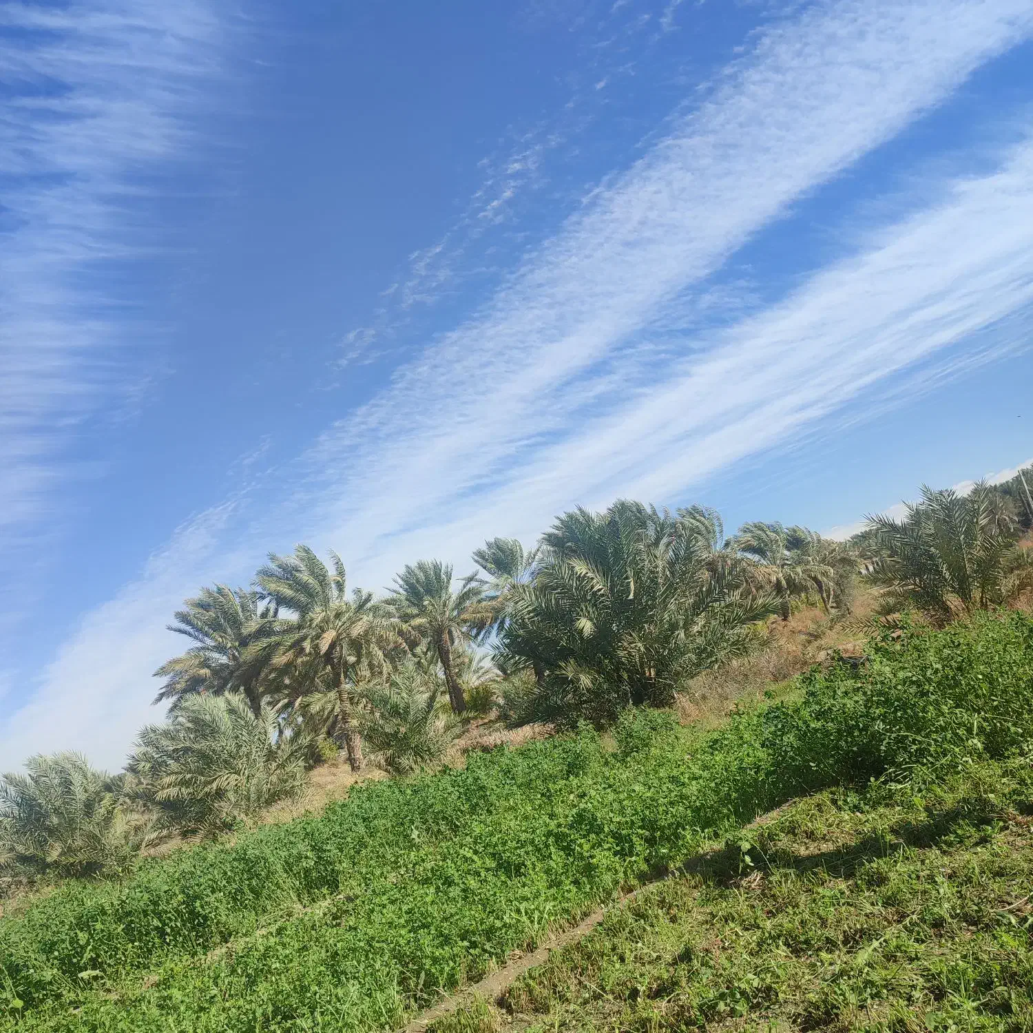 زمین کشاورزی|فروش زمین و ملک کلنگی|چاه مرید, |دیوار