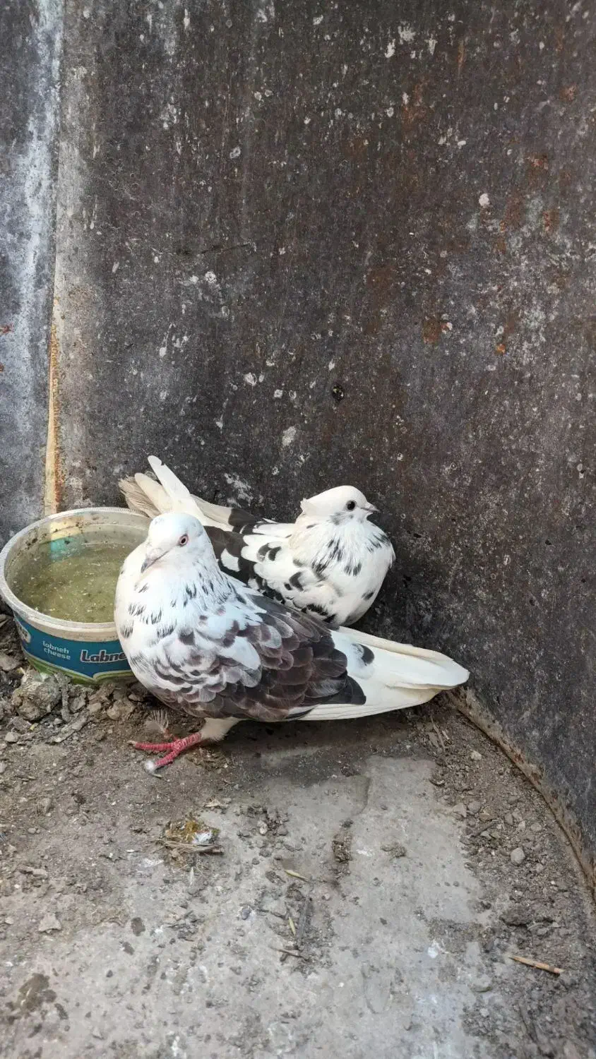 کبوتر تکپر اطراف گرگان|پرنده|سرخنکلاته, |دیوار