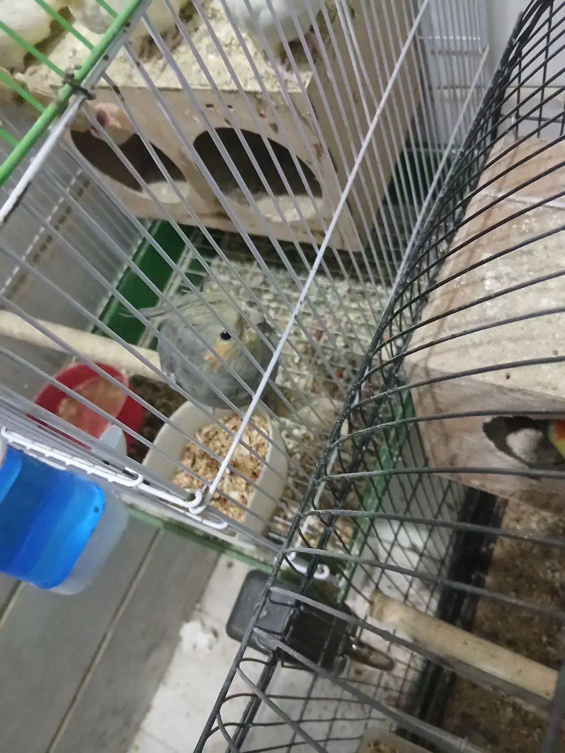 عروس هلندی نر سخنگو|پرنده|ری, فیروزآبادی|دیوار