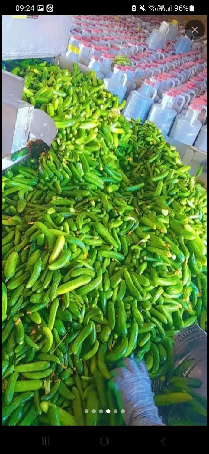 خیارشور درجه یک همدان|عمدهفروشی|لالجین, |دیوار