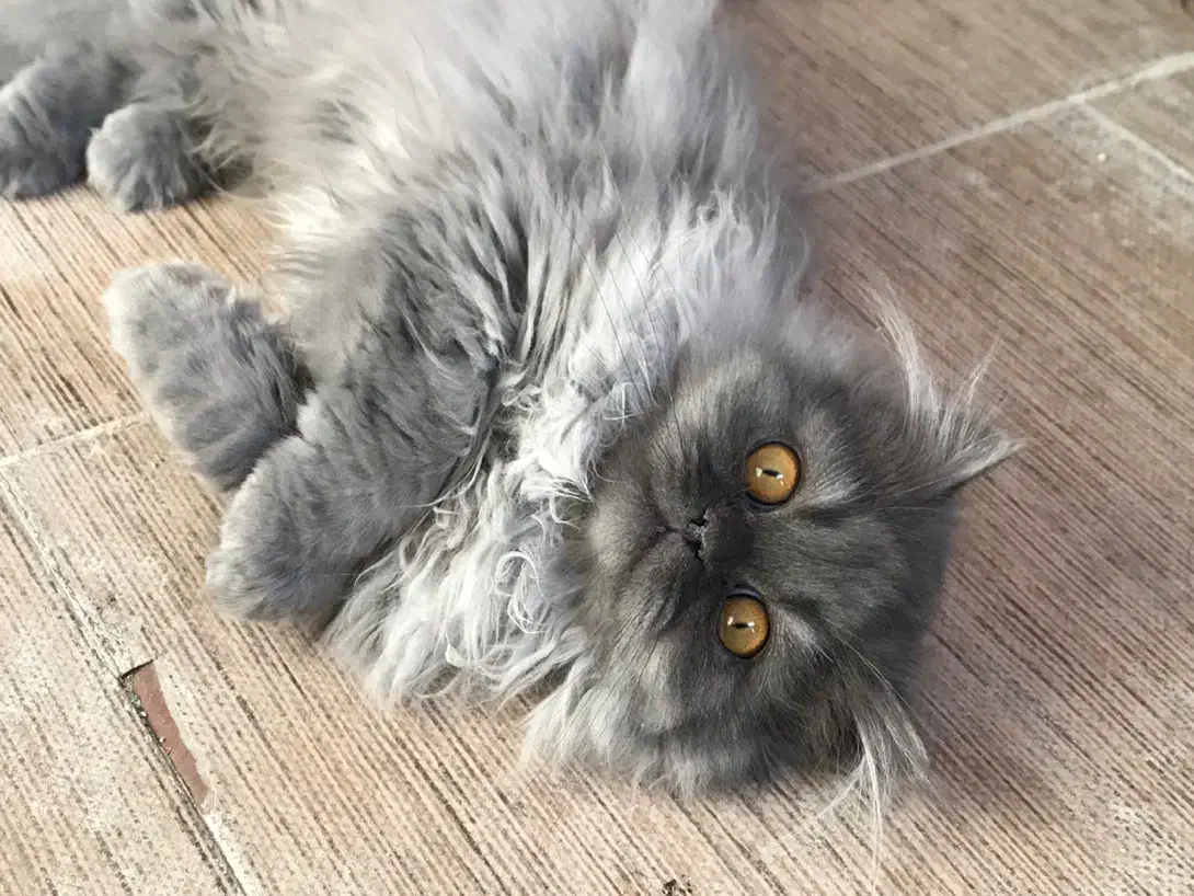 گربه|گربه|تهران, زعفرانیه|دیوار